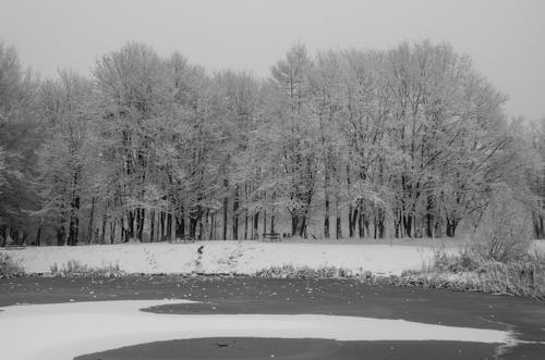Ilmainen kuvapankkikuva tunnisteilla flunssa, lehdetön puu, lumi peitetty maa Kuvapankkikuva