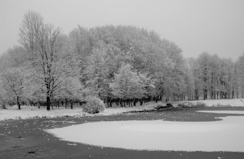Free Grayscale Photo of Trees Covered by the Snow during Winter Stock Photo
