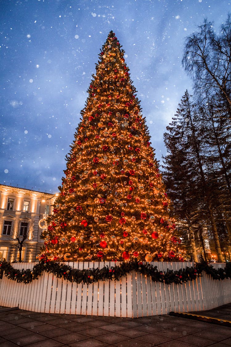 Wooden Fence Surrounding A Big Christmas Tree