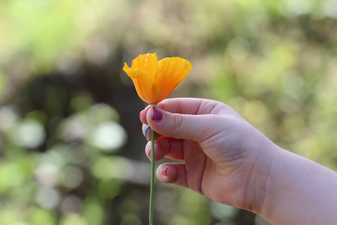 Gratis Mano Humana Derecha Sosteniendo Una Flor De Pétalos Amarillos Foto de stock