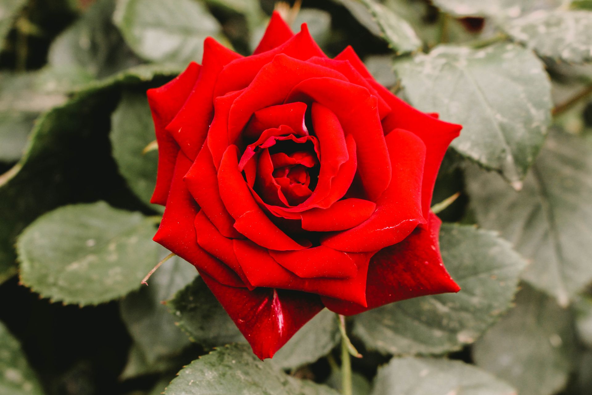 Close-up of a vivid red rose bloom in a garden setting, symbolizing love and romance.
