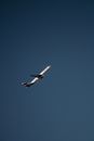 Airplane Flying in the Sky