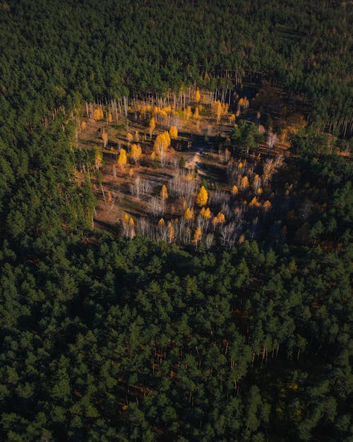 Yellow Trees on Clearing in Forest