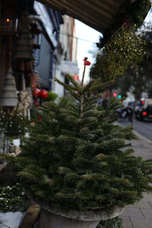 Fotos de stock gratuitas de árbol de Navidad, ciudad, ciudades