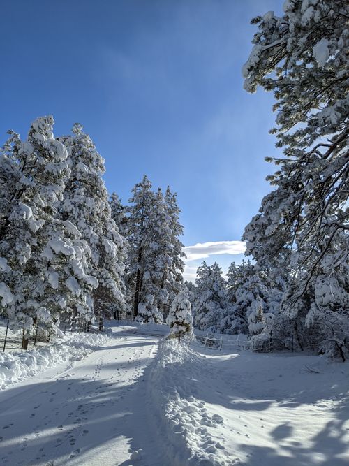 Free A serene snowy forest path with snow-laden trees under a clear blue sky on a winter day. Stock Photo