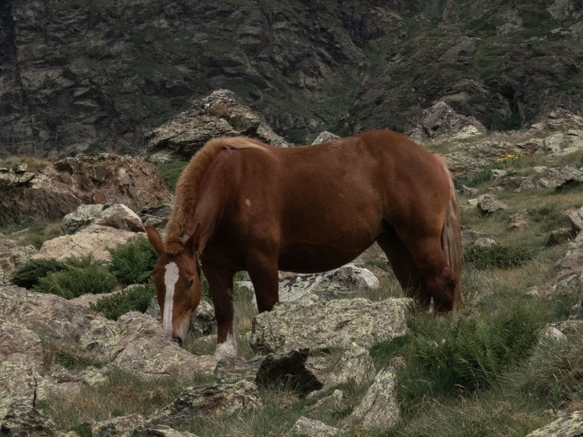 A brown horse on rock and grass