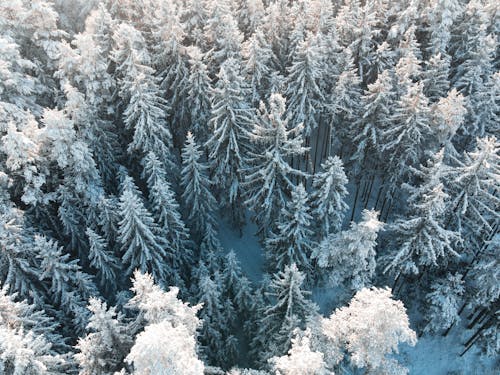 ağaçlar, drone çekimi, hava fotoğrafçılığı içeren Ücretsiz stok fotoğraf