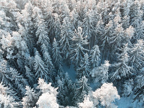 下雪的, 冬季, 大雪覆蓋 的 免費圖庫相片