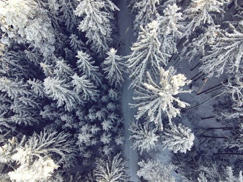 Aerial Photography of Pine Trees Covered by Snow