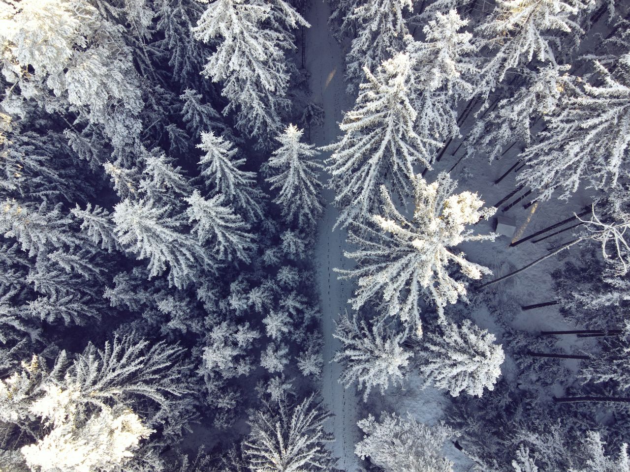 drone shot of snow covered pine trees in a winter forest in oberviecht