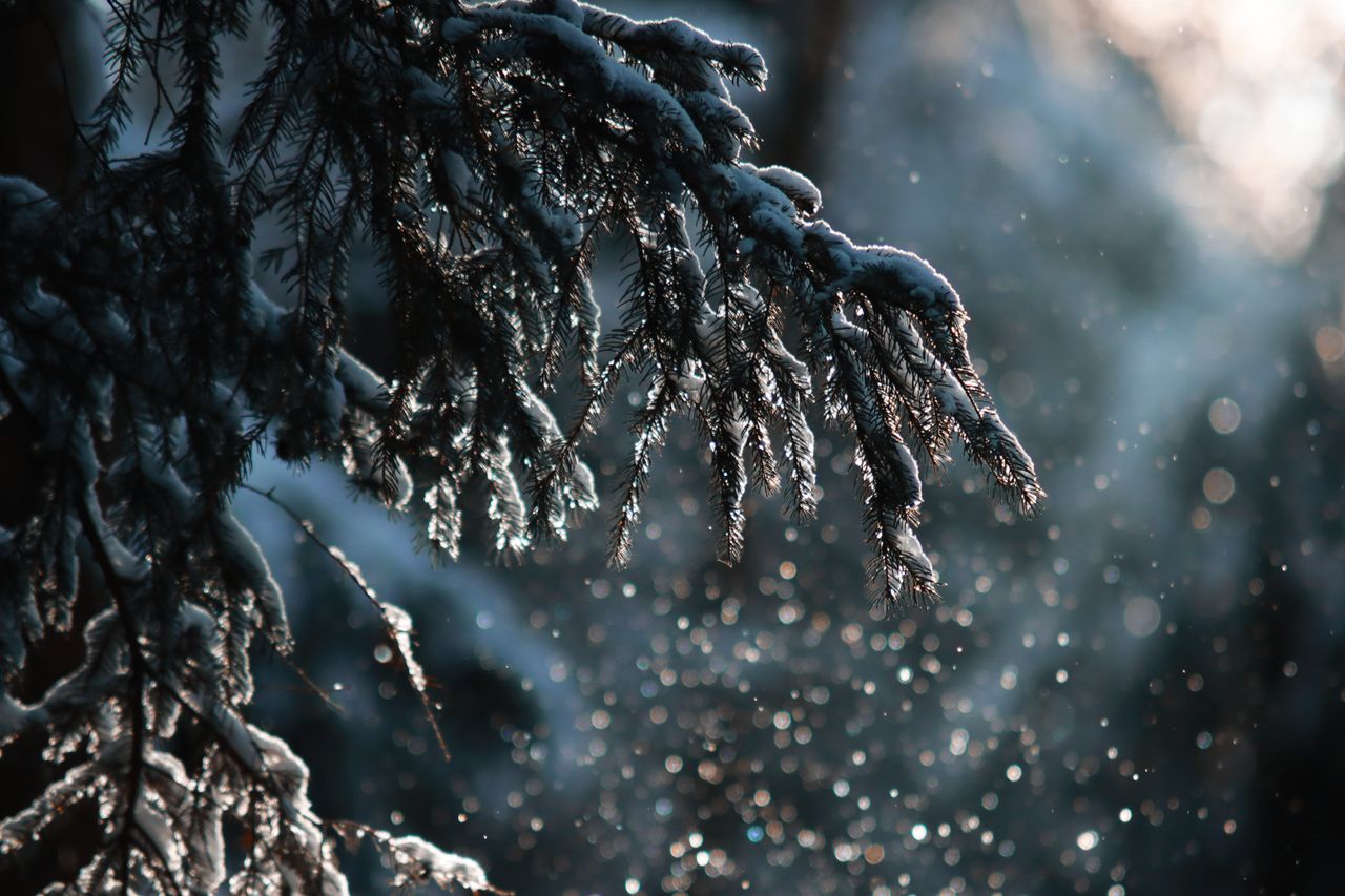 close up of snowy pine branches with sparkling snowflakes in a winter