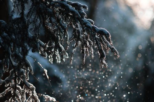 Free Close-up of snowy pine branches with sparkling snowflakes in a winter woodland setting. Stock Photo