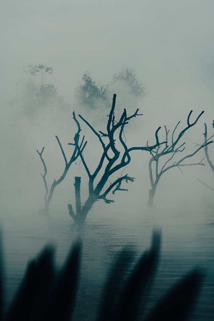 Dry Trees In The Mist 