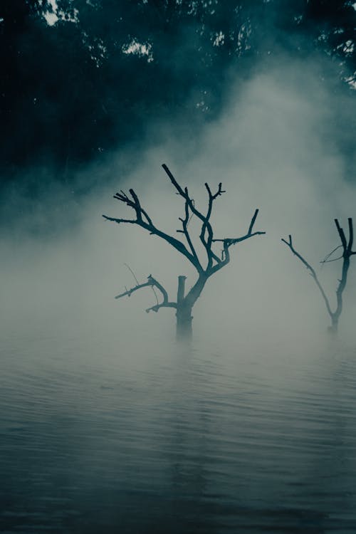 Leafless Trees on Body of Water