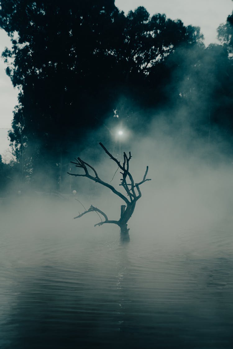 Dry Tree In The Lake On A Foggy Day