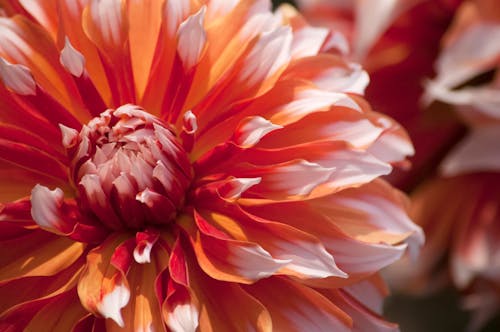 Photo of Red and White Flower