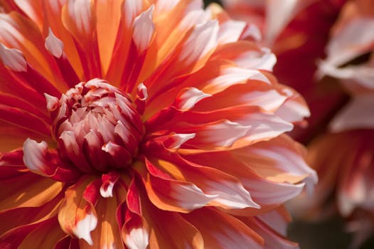 一朵在户外盛开的红白大丽花，充满活力的特写镜头