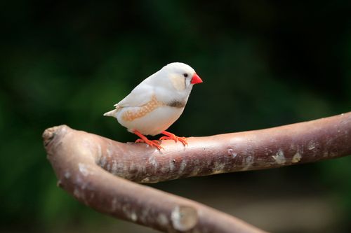 Free Close-up of a zebra finch perched on a tree branch with a blurred background. Stock Photo