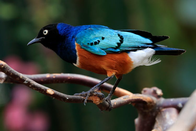 Blue And Orange Bird Perching On A Branch