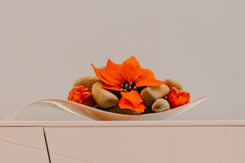 Orange Pine Cones and a Poinsettia Flower 