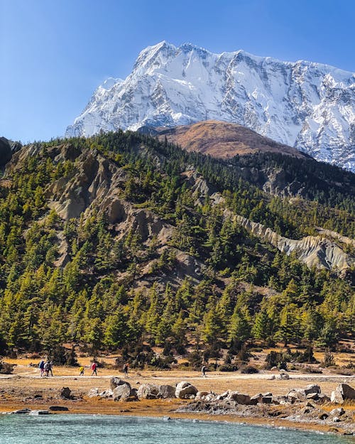 Forest on the Hill and Snowcapped Mountain in the Distance 