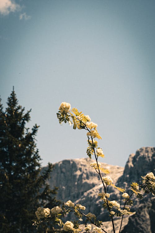Alpler, çiçekli bitki, dağ manzarası içeren Ücretsiz stok fotoğraf