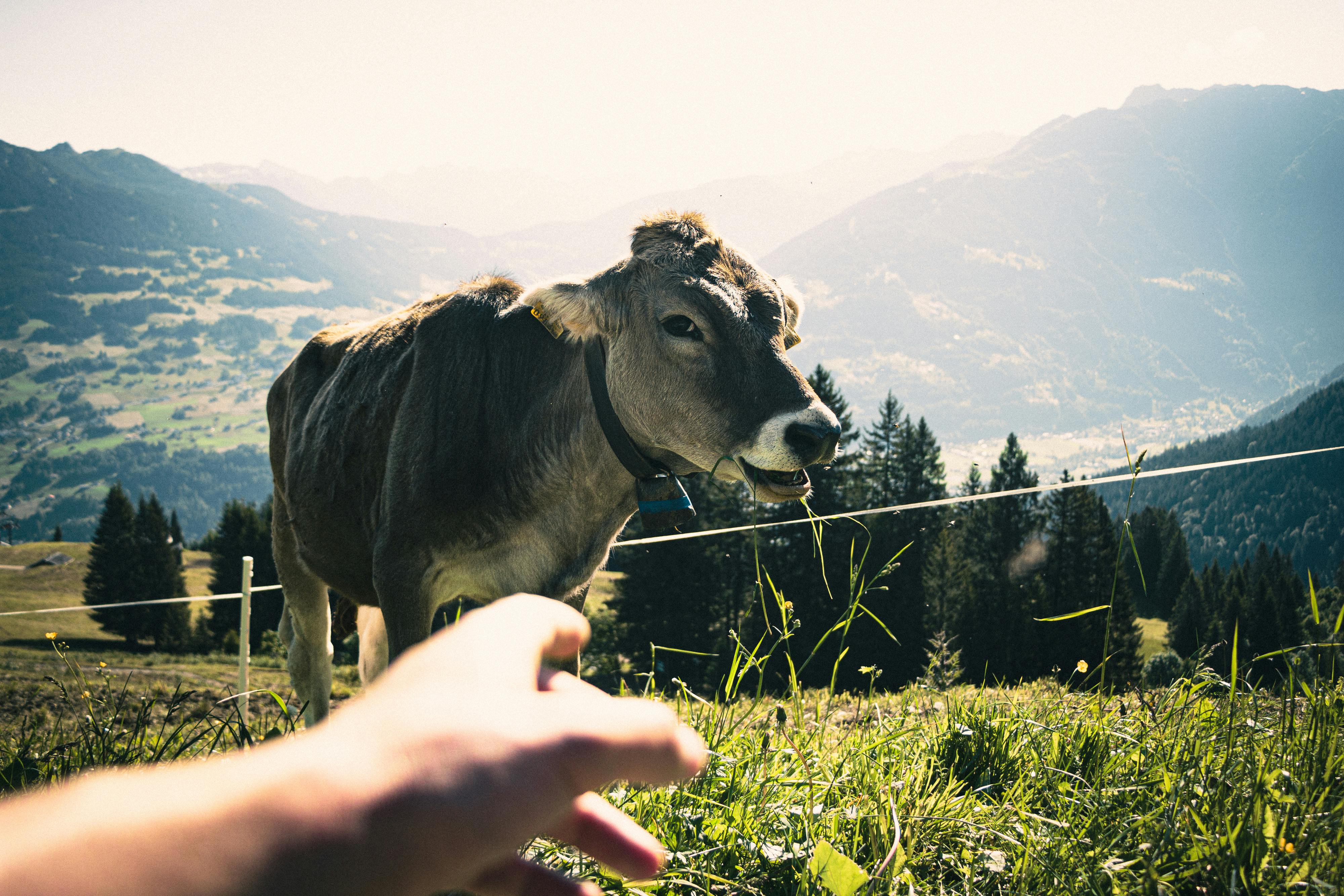 5+ Thousand Cowbells Royalty-Free Images, Stock Photos & Pictures