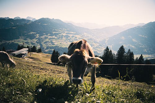 çayır, çiftlik hayvanları, dağ silsilesi içeren Ücretsiz stok fotoğraf