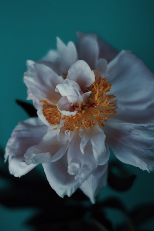 Close-Up Shot of a Flower