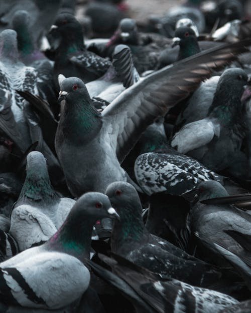 Free Close-Up Shot of Pigeons  Stock Photo