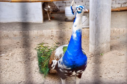 Photos gratuites de coloré, faune, fond d'écran pour ordinateur