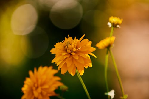 Free A Yellow Flowers in Full Bloom Stock Photo