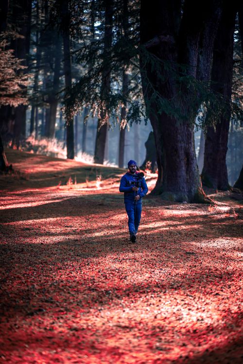 Free Man in blue jacket walks through scenic autumn forest covered in red leaves. Stock Photo