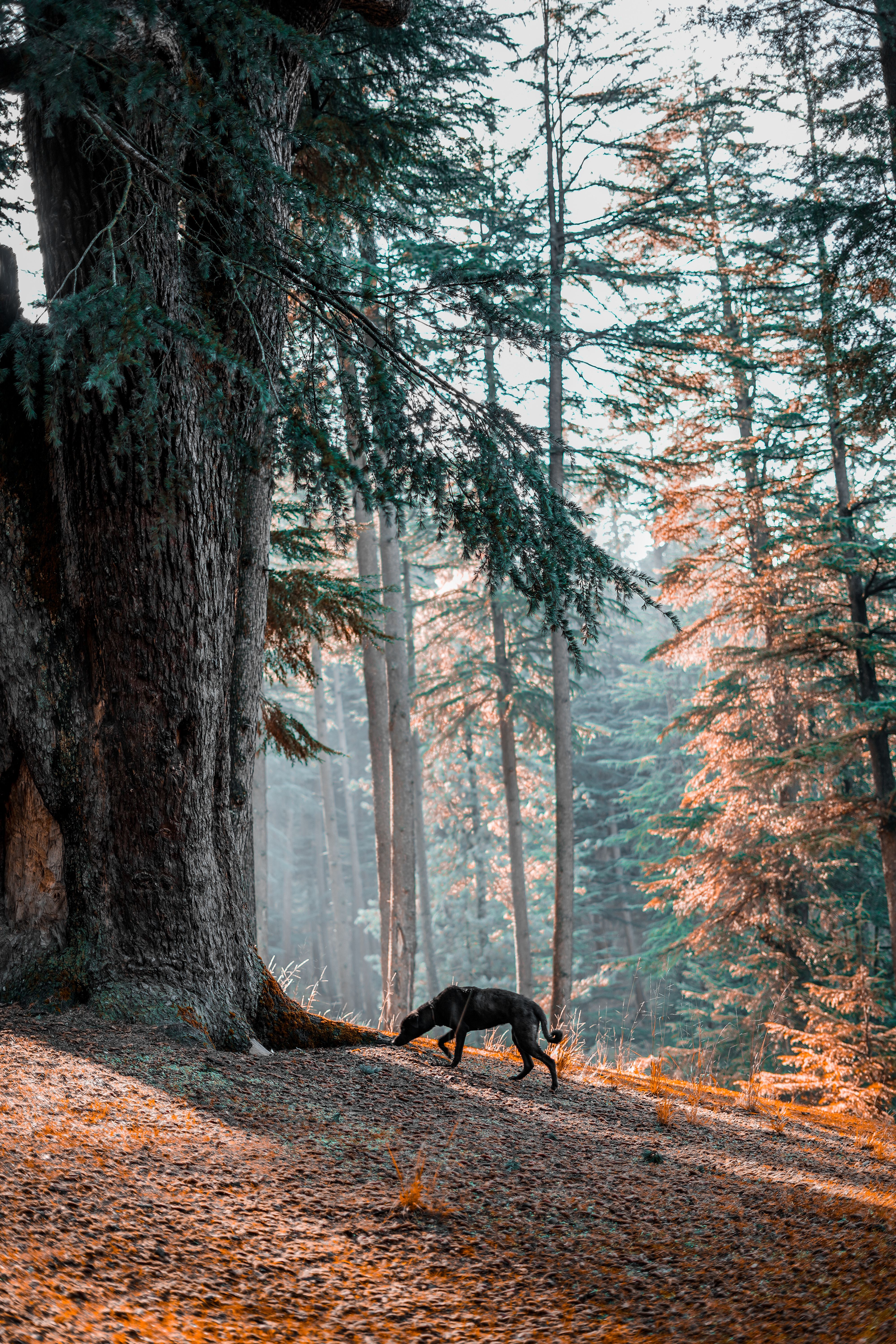 Fuchsbandwurm-Karte Deutschland: Gefahr beim Gassigehen im Wald (2026)