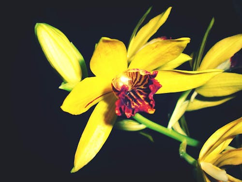 Free Yellow Phaius Flavus Flower Stock Photo