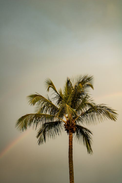 Free Coconut Tree under a Gray Sky Stock Photo