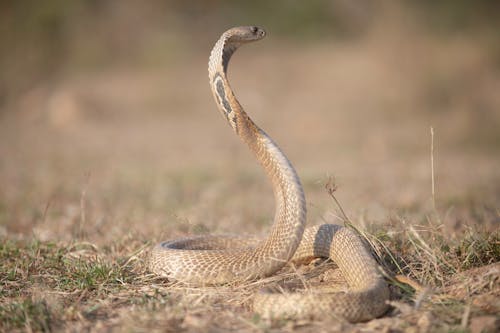 Fotobanka s bezplatnými fotkami na tému fotografie zvierat žijúcich vo voľnej prírode, indická kobra, lovec