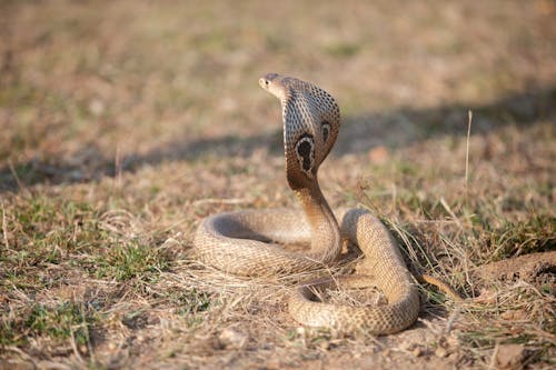 Fotobanka s bezplatnými fotkami na tému ázijská kobra, binocelová kobra, divočina