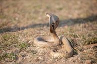 Brown Snake on Brown Grass