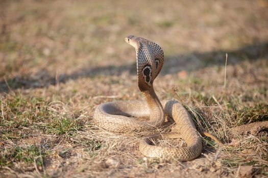 Brown Snake on Brown Grass