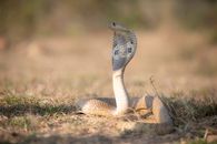 White Snake on Brown Grass