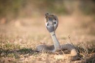White and Brown Snake on Brown Grass
