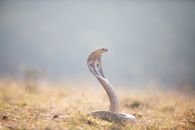 Brown and White Bird on Green Grass
