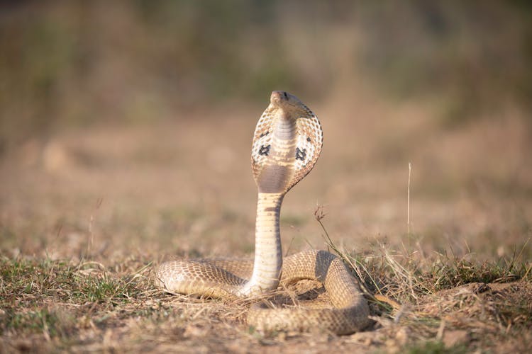 Photo Of Snake On The Ground