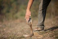 Brown Snake on Brown Soil