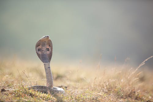 Fotobanka s bezplatnými fotkami na tému ázijská kobra, binocelová kobra, Copy Space