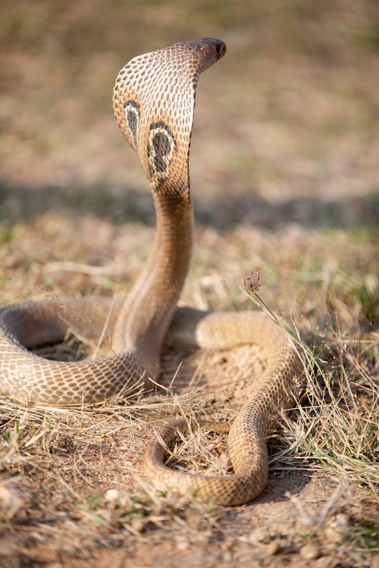 A Brown Cobra In A Defensive Position