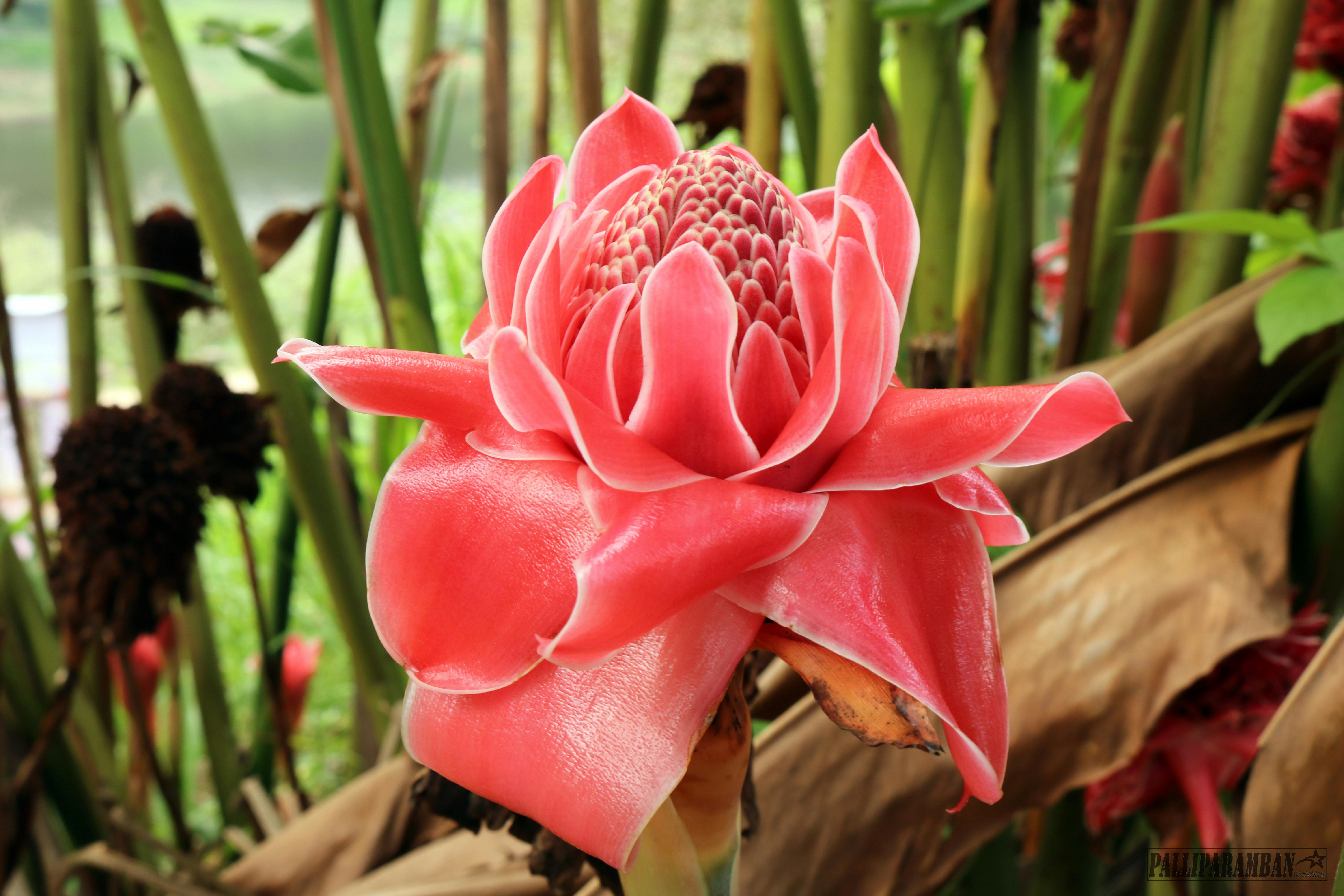 Red Torch Ginger Flower   Free Stock Photo