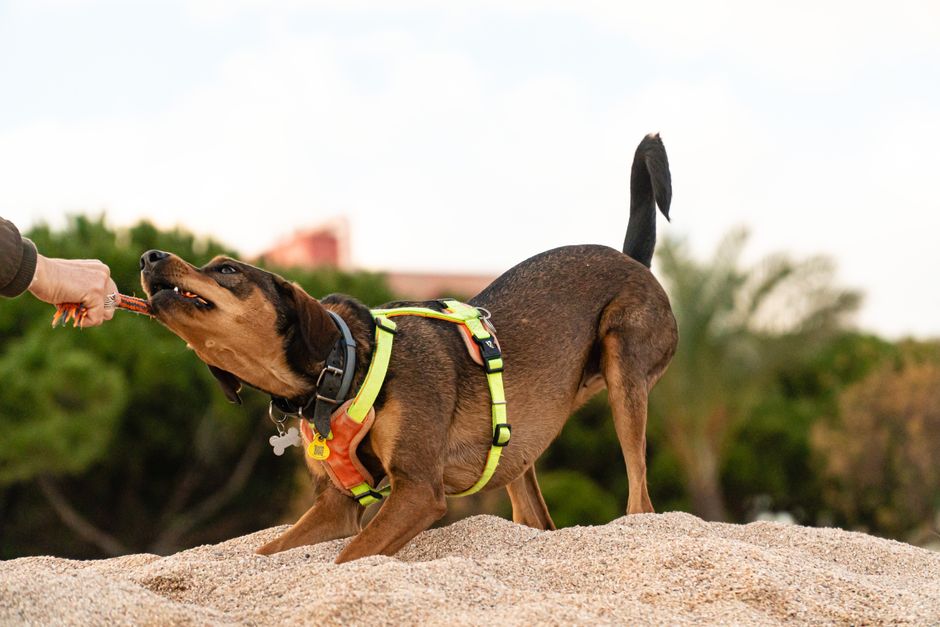stop dog pulling lead loose leash training
