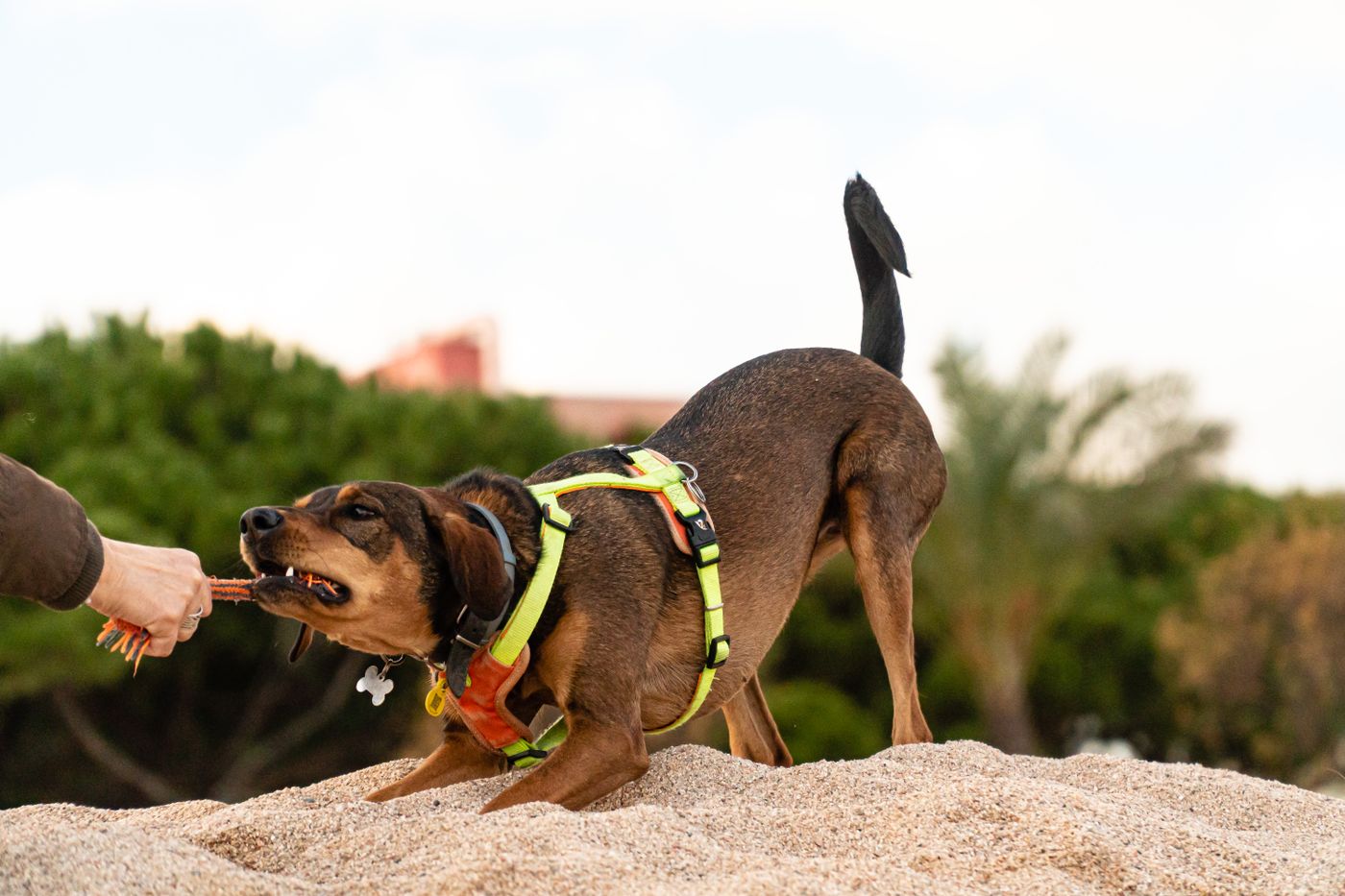 Dog enjoying a supervised game of tug with its owner